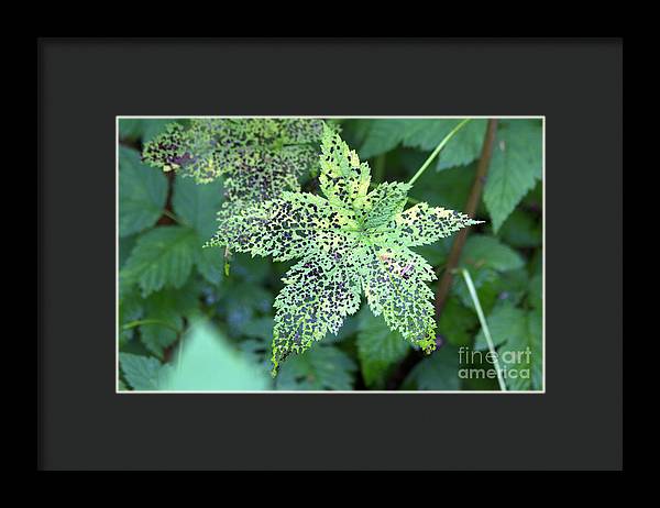 Leaf Lace - Framed Print