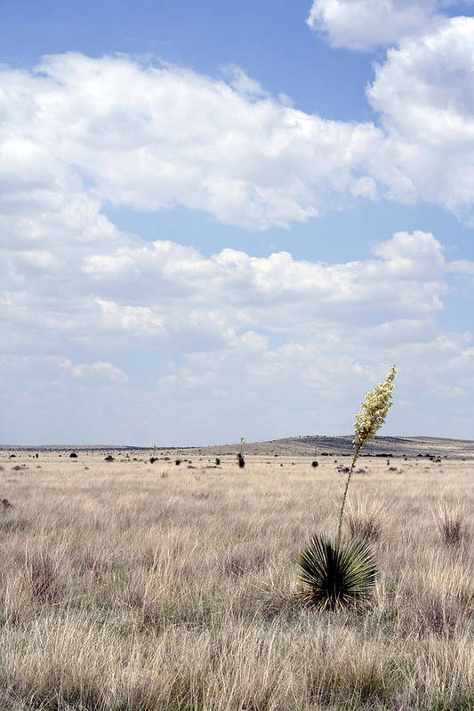 Marfa Yucca - Art Print