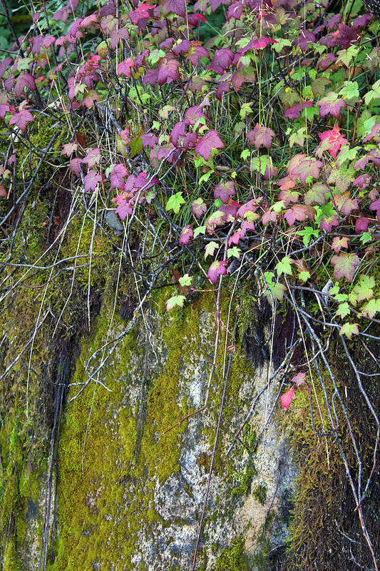 Neon Leaves No 2 - Art Print