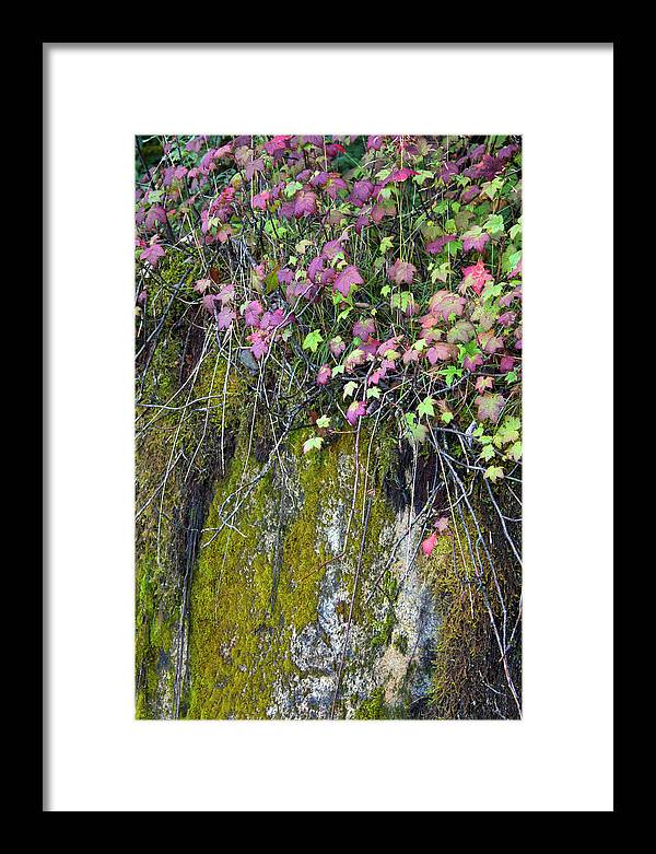 Neon Leaves No 2 - Framed Print