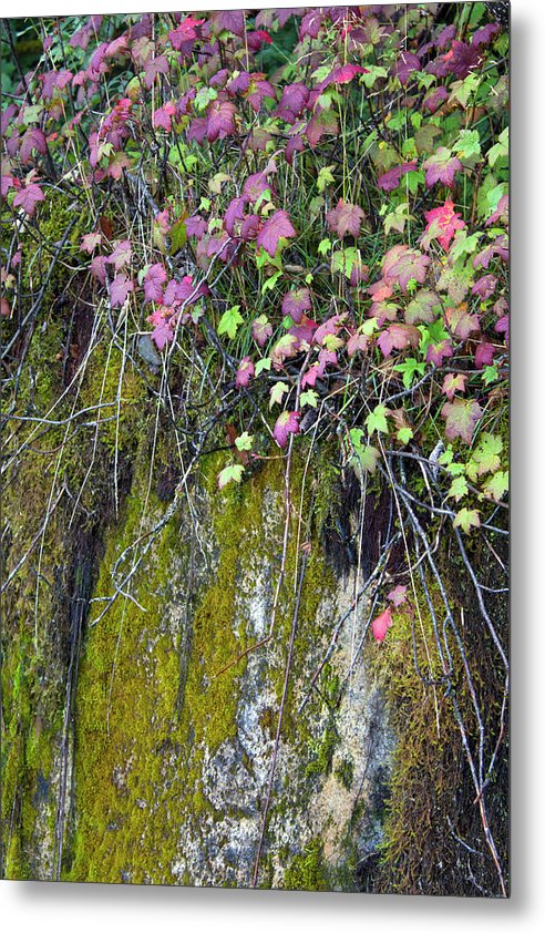 Neon Leaves No 2 - Metal Print