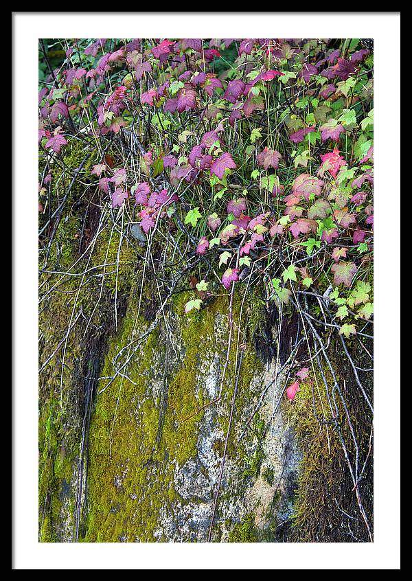 Neon Leaves No 2 - Framed Print