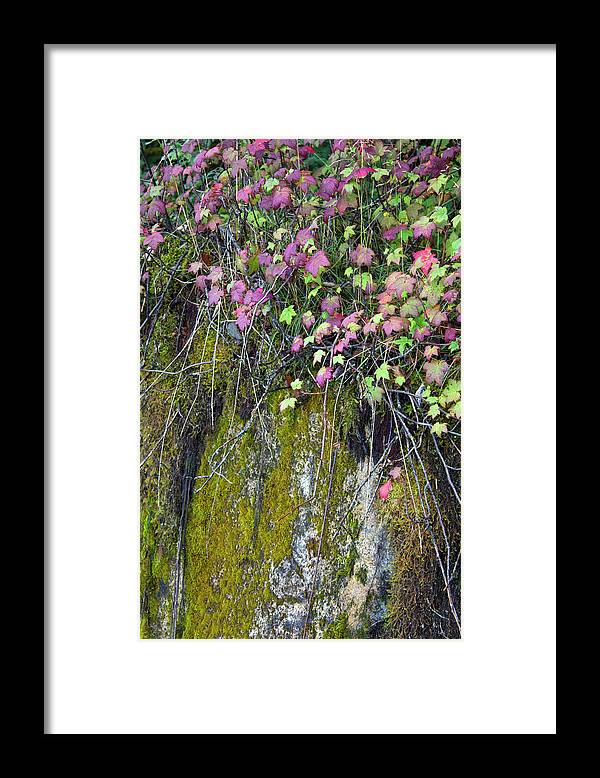 Neon Leaves No 2 - Framed Print