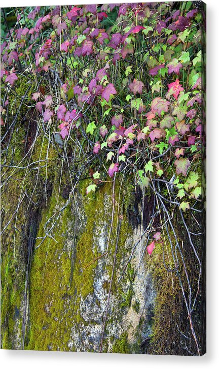 Neon Leaves No 2 - Acrylic Print