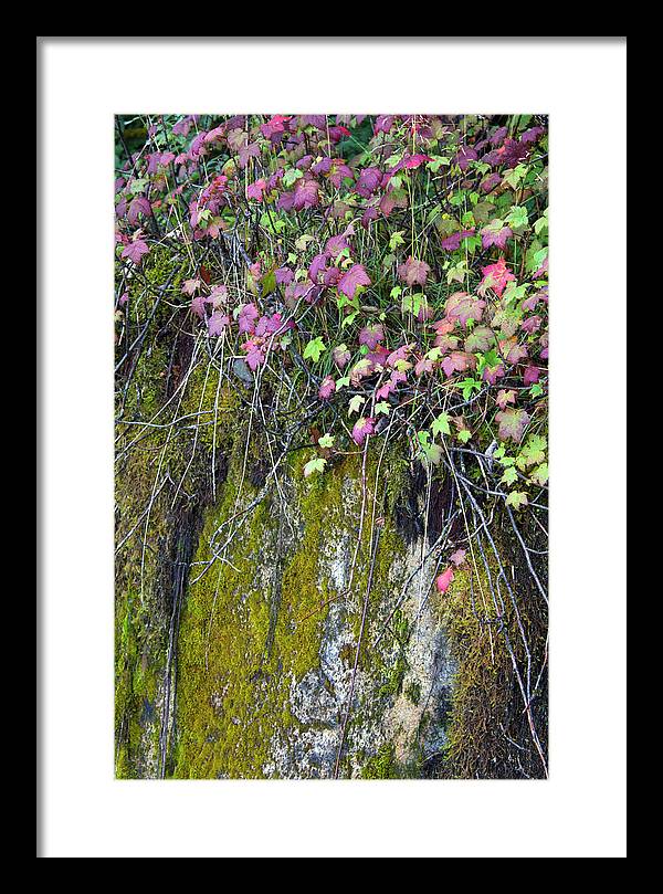 Neon Leaves No 2 - Framed Print