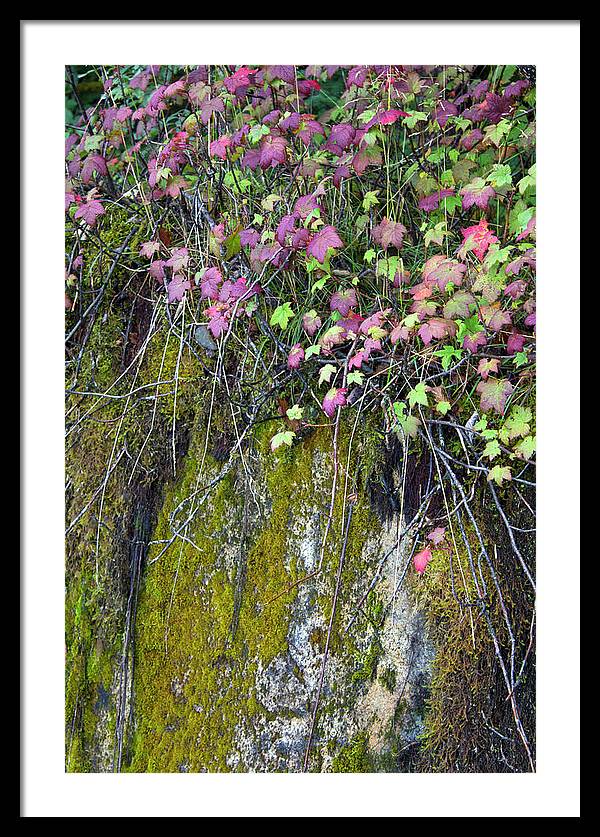 Neon Leaves No 2 - Framed Print