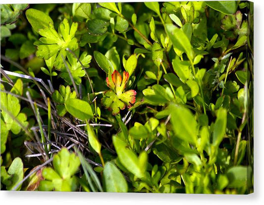 Red Tipped Clover - Canvas Print
