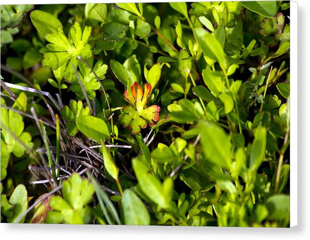 Red Tipped Clover - Canvas Print