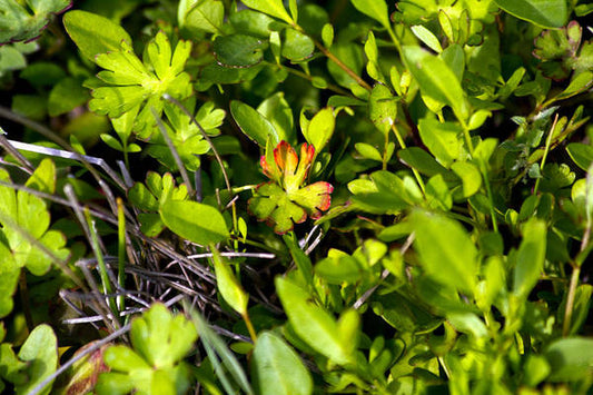 Red Tipped Clover - Art Print