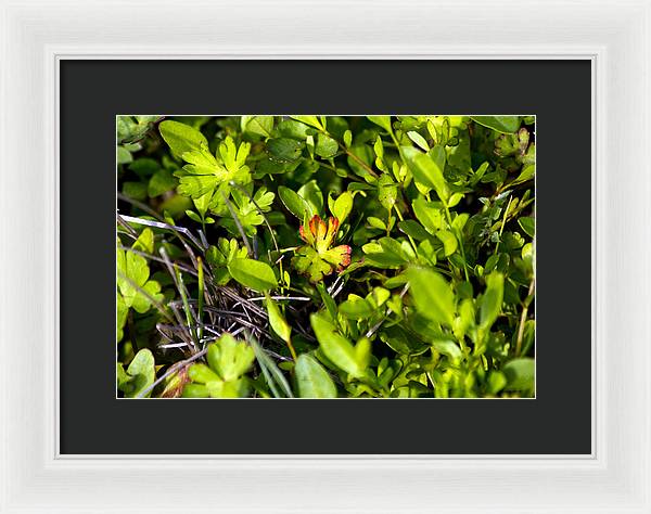 Red Tipped Clover - Framed Print