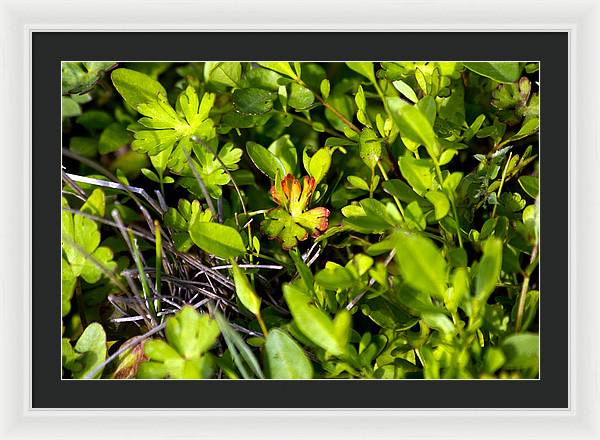 Red Tipped Clover - Framed Print