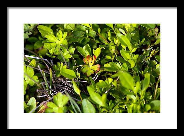 Red Tipped Clover - Framed Print