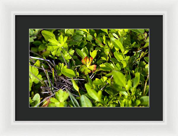 Red Tipped Clover - Framed Print