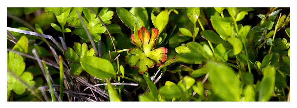 Red Tipped Clover - Yoga Mat
