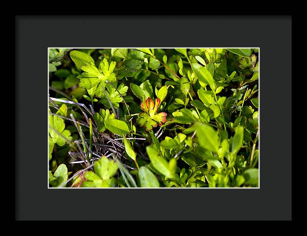 Red Tipped Clover - Framed Print