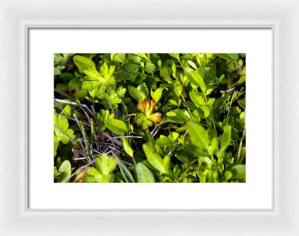 Red Tipped Clover - Framed Print