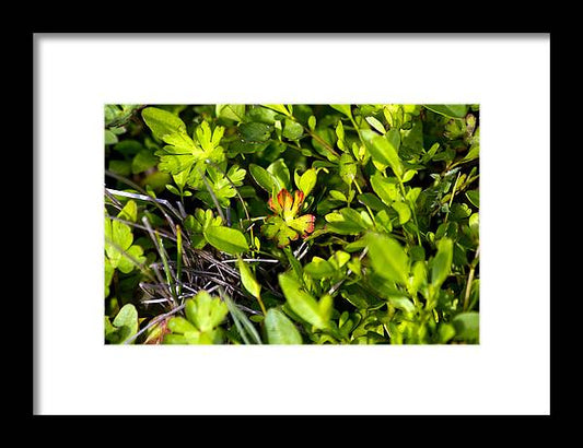 Red Tipped Clover - Framed Print