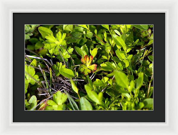 Red Tipped Clover - Framed Print