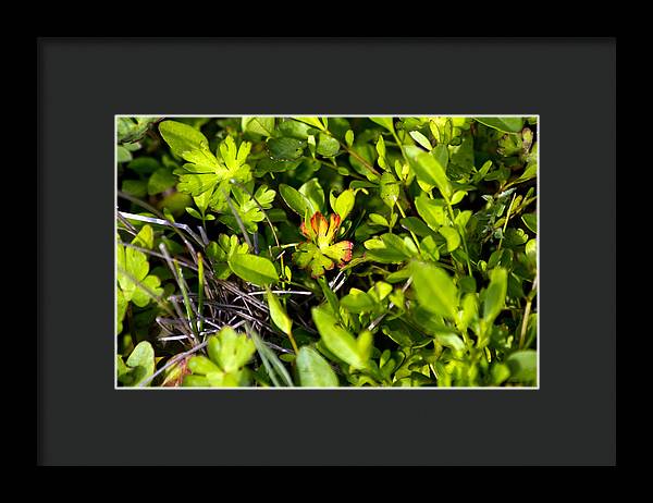Red Tipped Clover - Framed Print