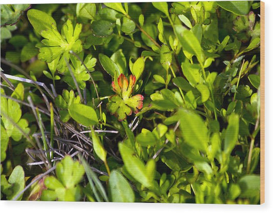 Red Tipped Clover - Wood Print