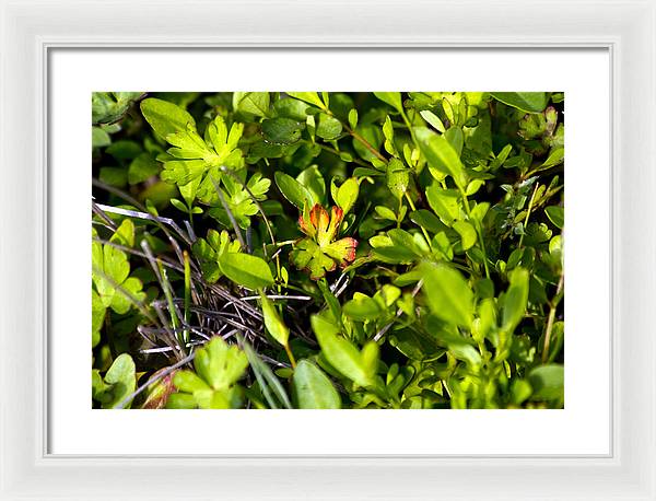 Red Tipped Clover - Framed Print