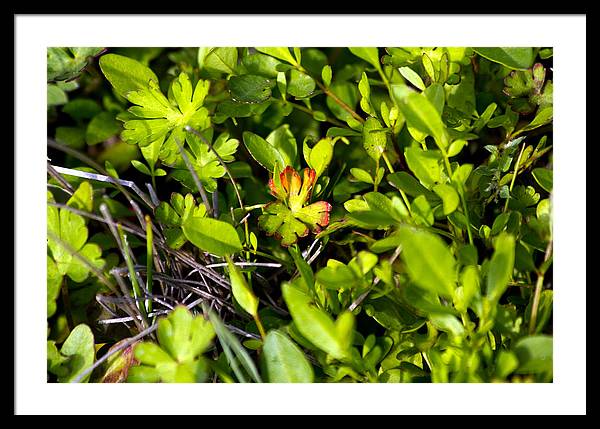 Red Tipped Clover - Framed Print