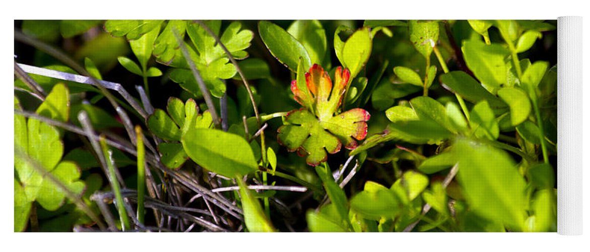Red Tipped Clover - Yoga Mat