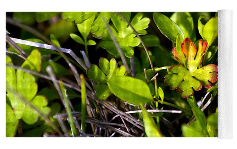 Red Tipped Clover - Yoga Mat