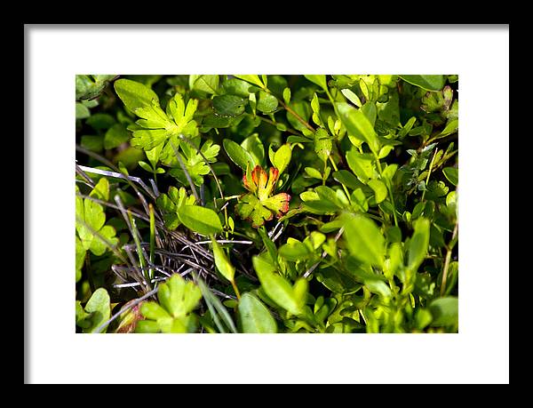 Red Tipped Clover - Framed Print