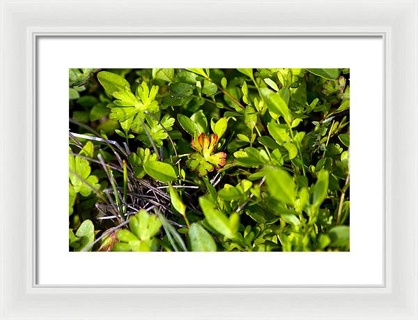 Red Tipped Clover - Framed Print