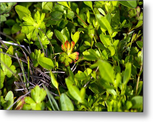Red Tipped Clover - Metal Print