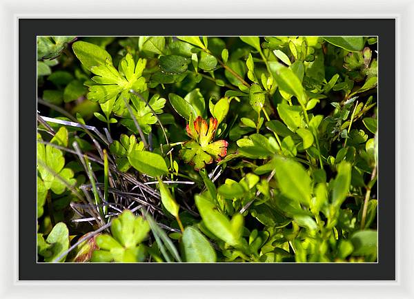Red Tipped Clover - Framed Print