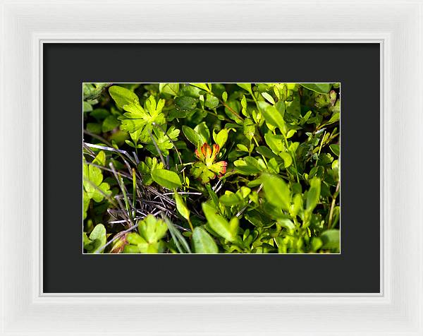 Red Tipped Clover - Framed Print