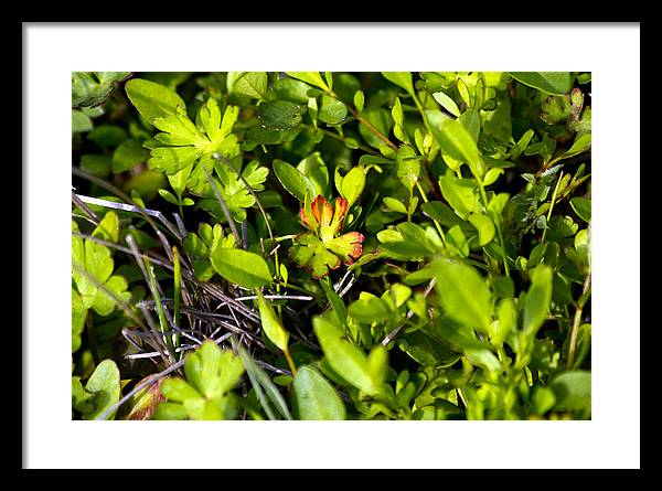 Red Tipped Clover - Framed Print
