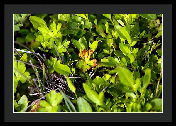 Red Tipped Clover - Framed Print