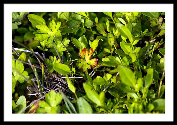 Red Tipped Clover - Framed Print