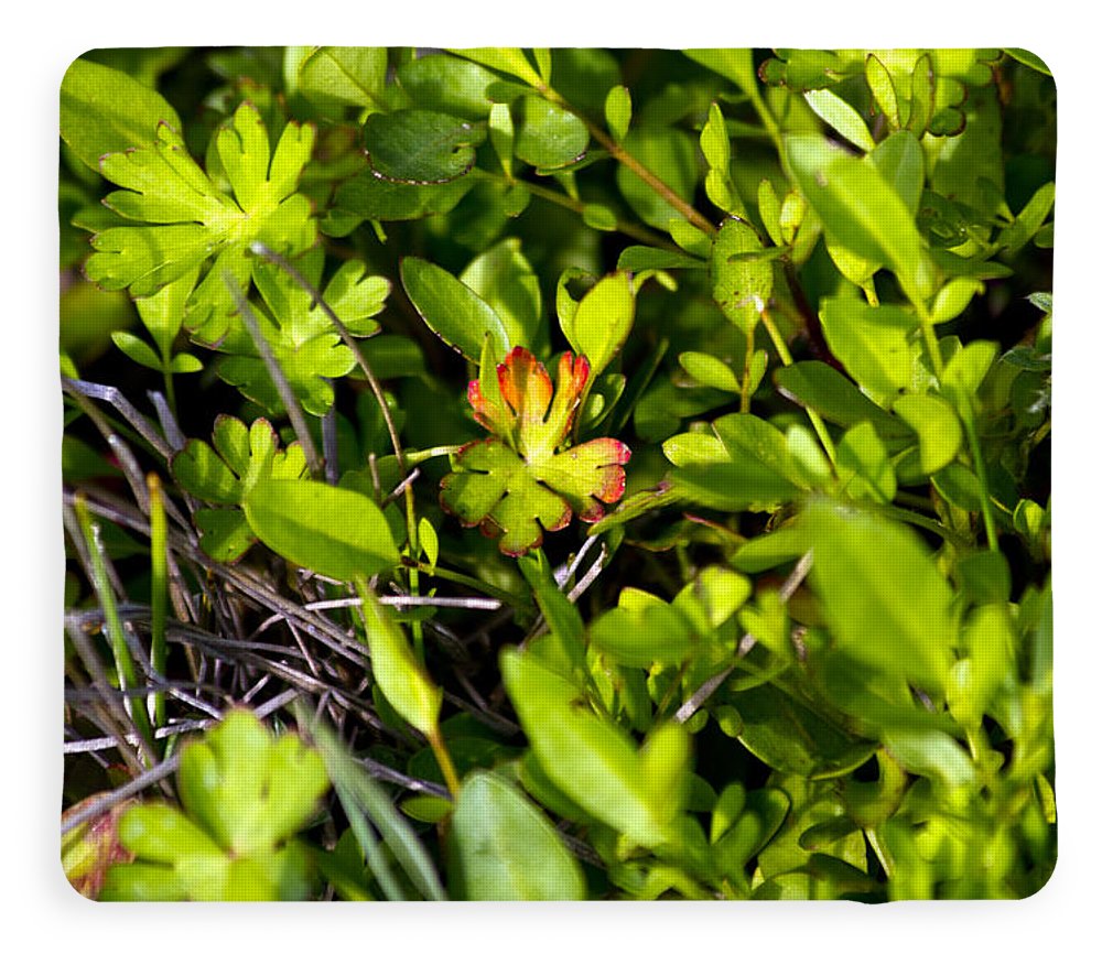 Red Tipped Clover - Blanket