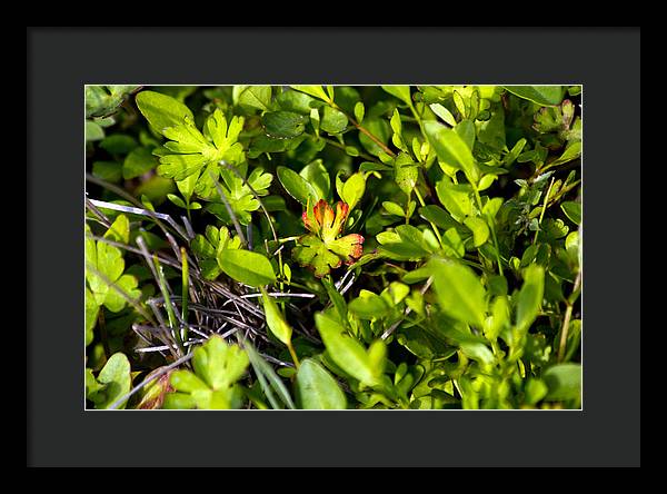 Red Tipped Clover - Framed Print
