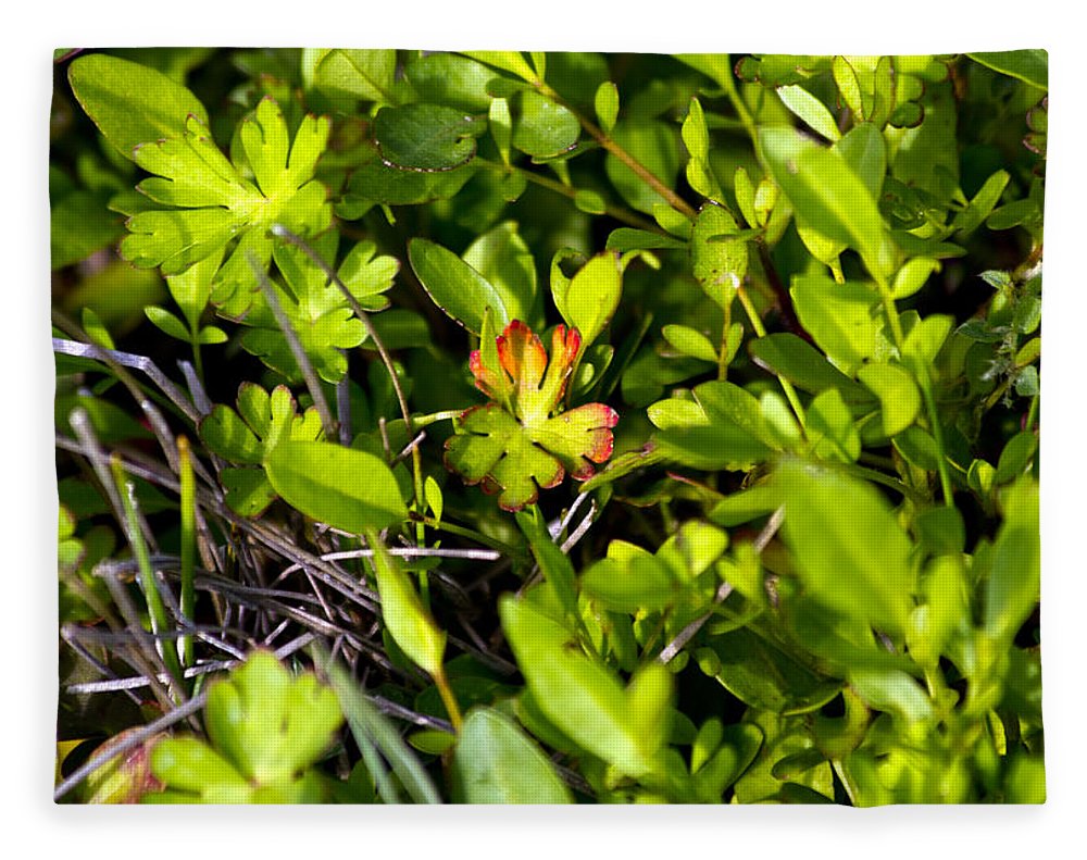 Red Tipped Clover - Blanket