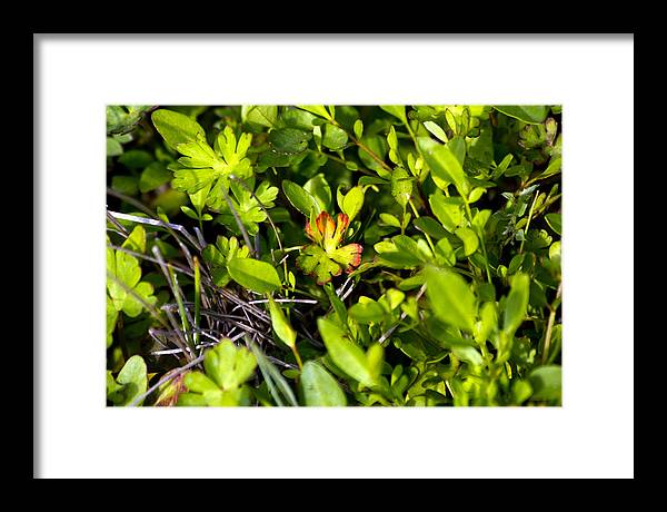 Red Tipped Clover - Framed Print