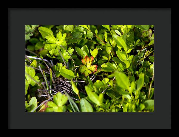 Red Tipped Clover - Framed Print