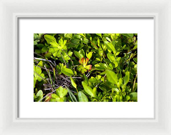 Red Tipped Clover - Framed Print