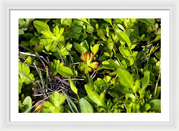 Red Tipped Clover - Framed Print