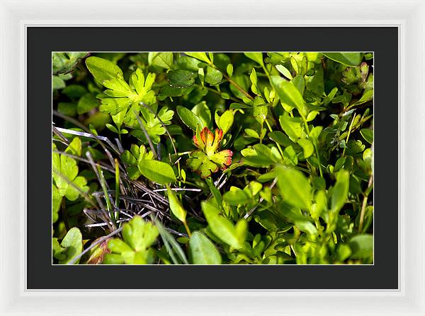 Red Tipped Clover - Framed Print