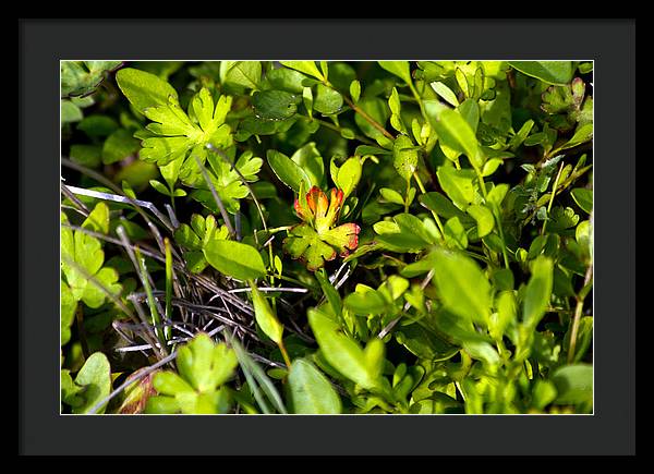 Red Tipped Clover - Framed Print