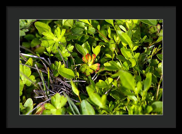Red Tipped Clover - Framed Print