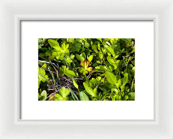 Red Tipped Clover - Framed Print