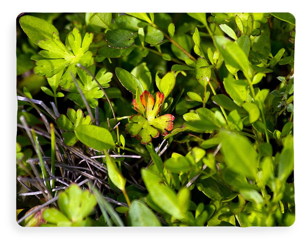 Red Tipped Clover - Blanket