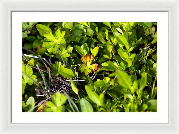 Red Tipped Clover - Framed Print