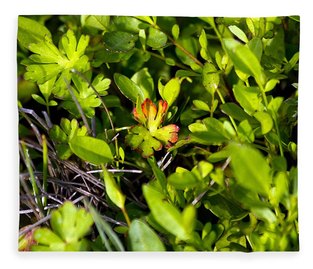 Red Tipped Clover - Blanket